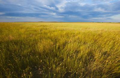 Approach to Tallgrasses